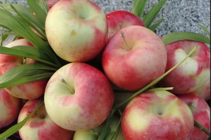 پروژه موفق صادرات سیب به هند