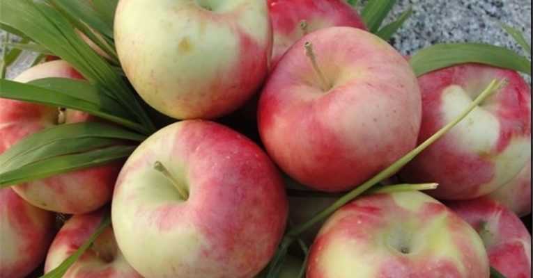 پروژه موفق صادرات سیب به هند