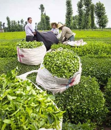 شکل‌گیری زنجیره فرآوری و صادرات چای
