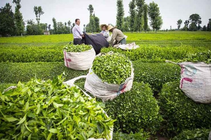 شکل‌گیری زنجیره فرآوری و صادرات چای